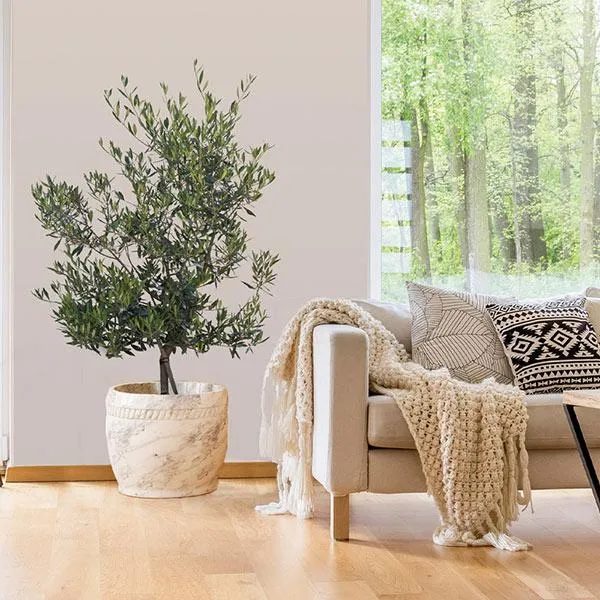 Mission Olive Tree
