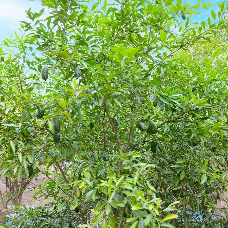 Australian Finger Lime Tree