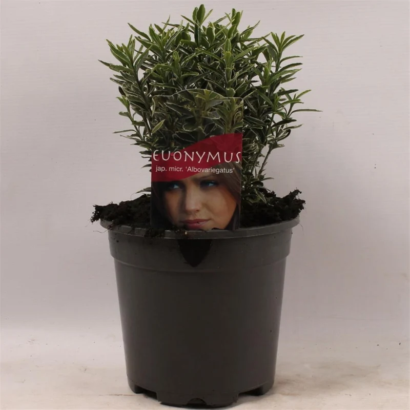 Euonymus jap. 'Micr. Albovar.' C2 (2 liters kruka) / 17 cm kruka 20-25 cm