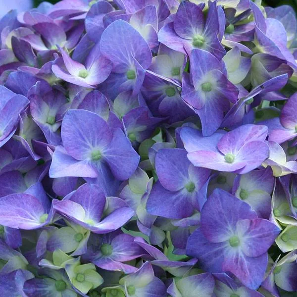 Proven Winners® Let's Dance® Blue Jangles Hydrangea Shrub