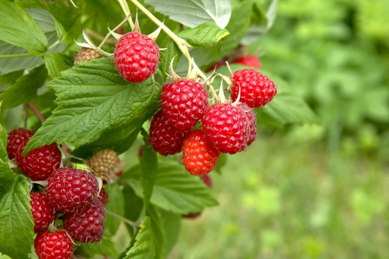 Rubus (Hallon) 'Ottawa', 10-pack