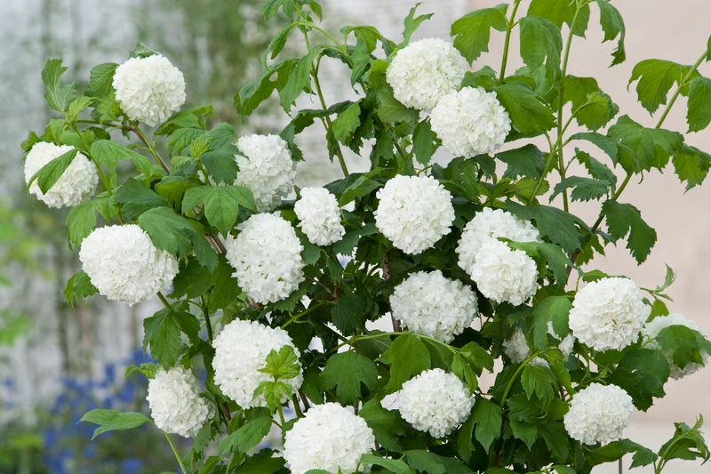 Viburnum opulus 'Roseum', 5-pack