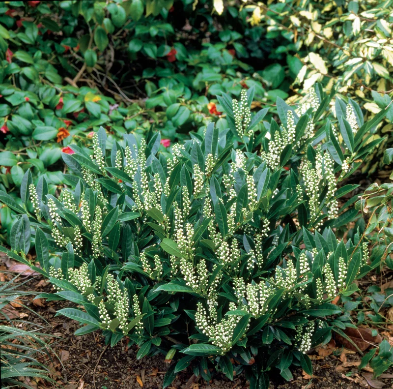 Prunus laurocerasus 'Otto Luyken', 10-pack