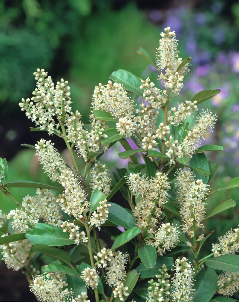 Prunus laurocerasus 'Mano', 3-pack