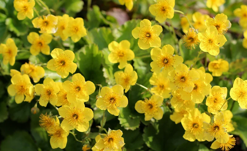 Waldsteinia ternata 6-pack
