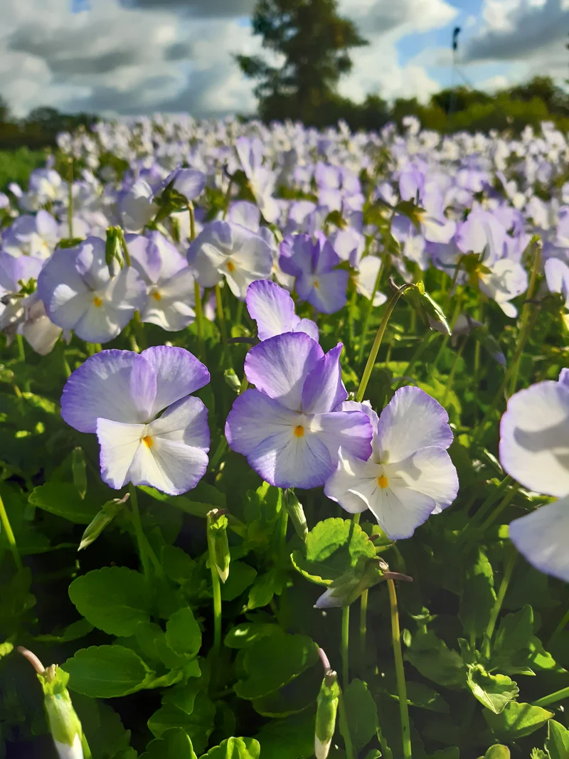 Viola x williamsii 'Ullas Favorit', 6-pack