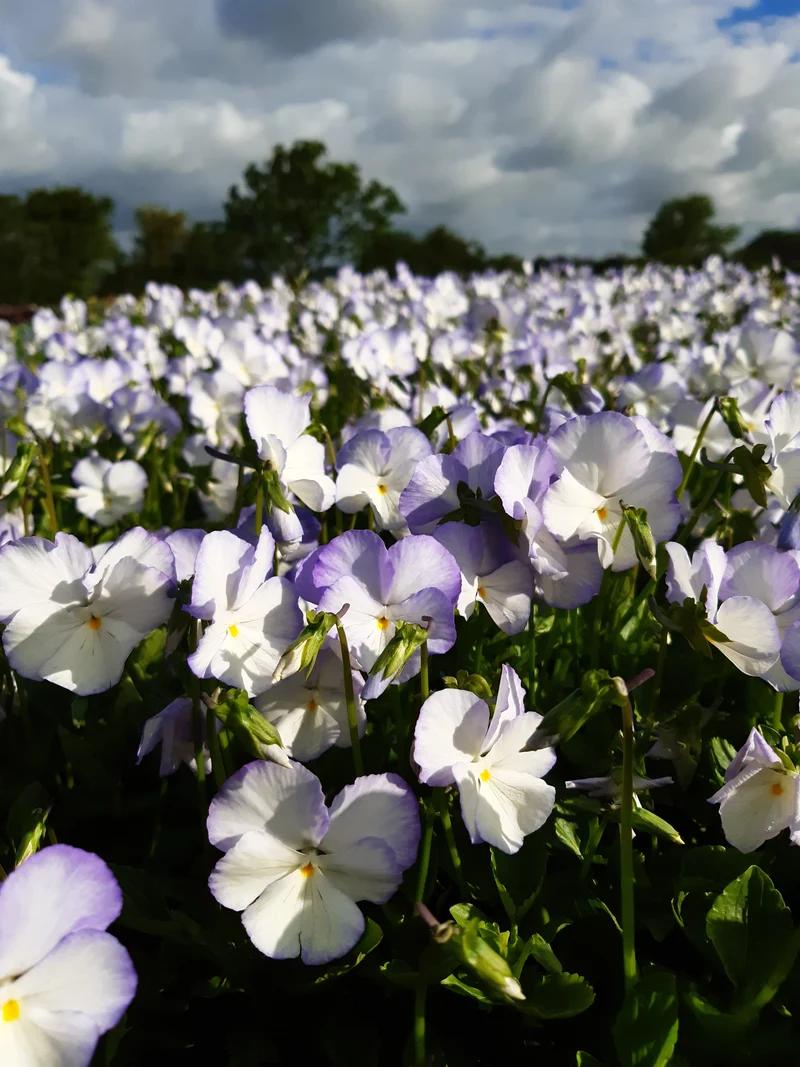 Viola x williamsii 'Ullas Favorit', 3-pack