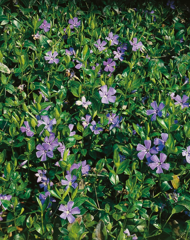 Vinca minor, 15-pack
