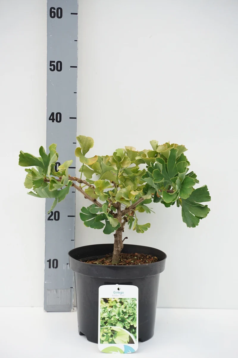 Ginkgo biloba 'Troll' C7,5 (7,5 liters kruka) 40-50 cm