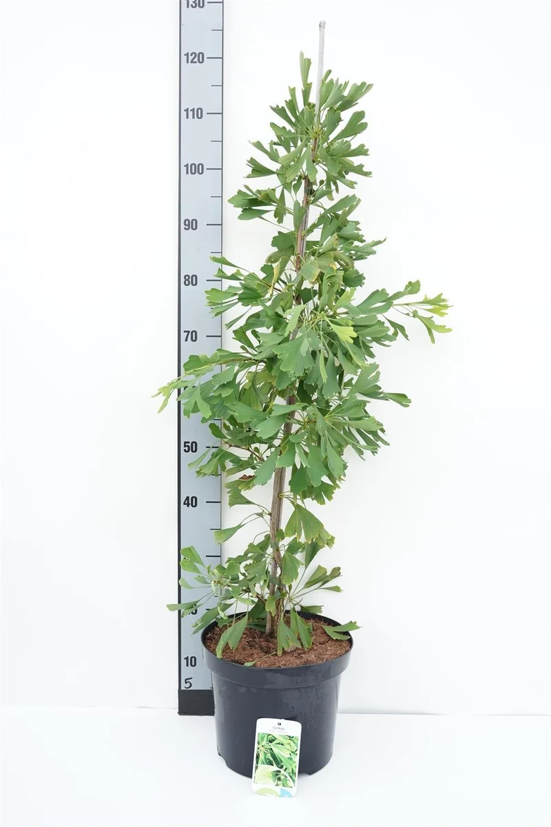 Ginkgo biloba 'Saratoga' C7,5 (7,5 liters kruka) 100-125 cm
