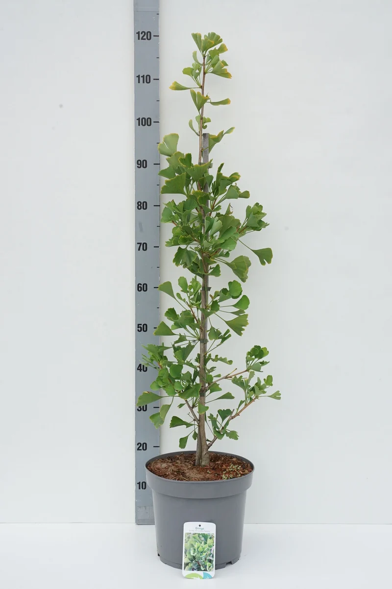 Ginkgo biloba 'Princeton Sentry' stam 10-12 cm, rotklump med trådnät