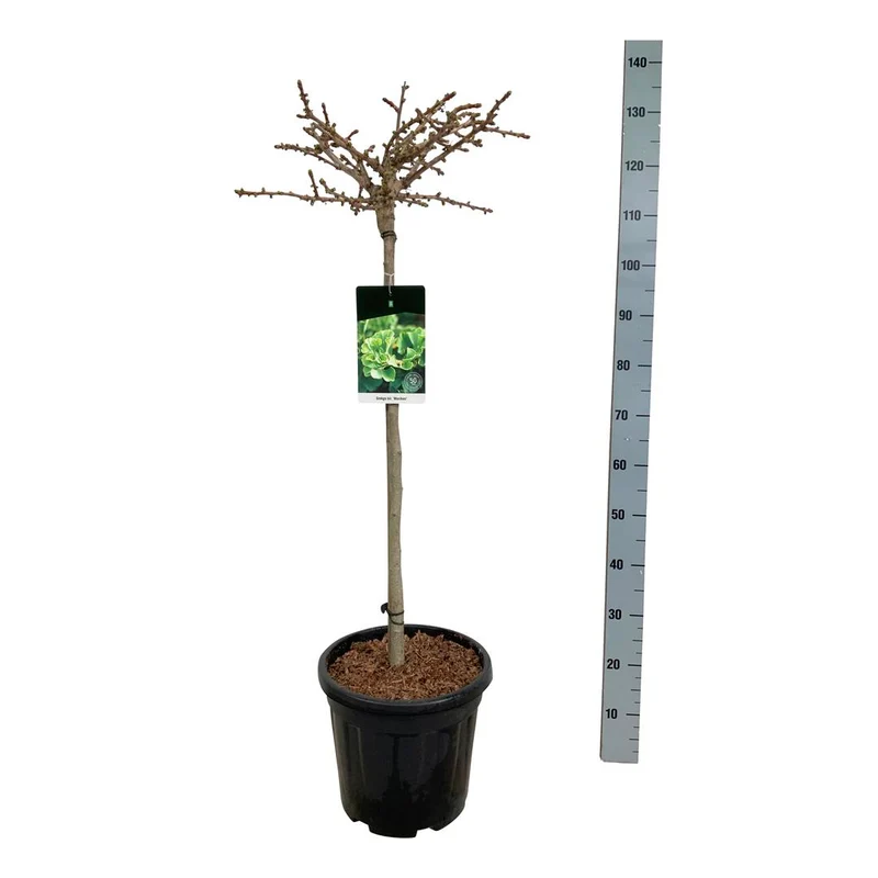 Ginkgo biloba 'Mariken' 80 cm stam C7,5 (7,5 liters kruka)