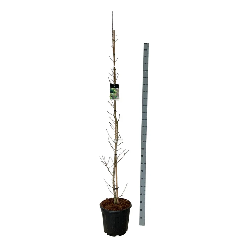 Ginkgo biloba 'Menhir' 6-8 cm, trådnätsklump