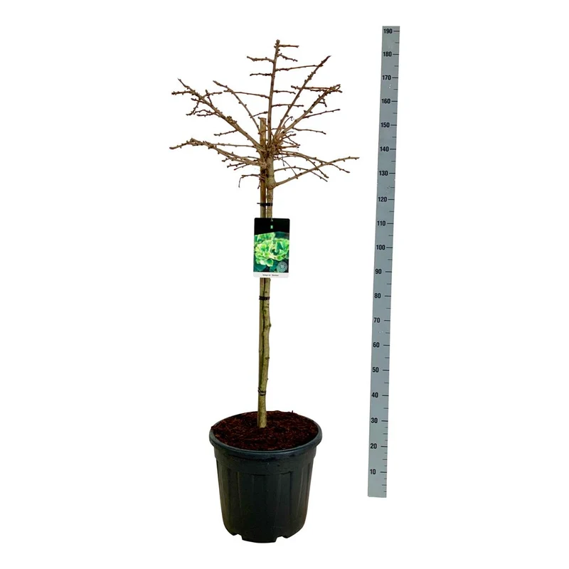 Ginkgo biloba 'Mariken' 90 cm stam C30 (30 liters kruka)