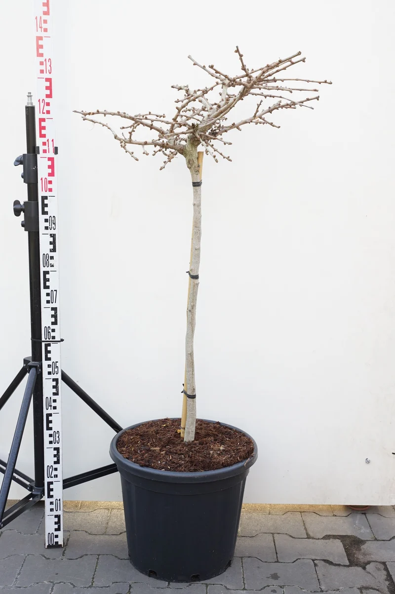 Ginkgo biloba 'Mariken' 80 cm stam C30 (30 liters kruka)