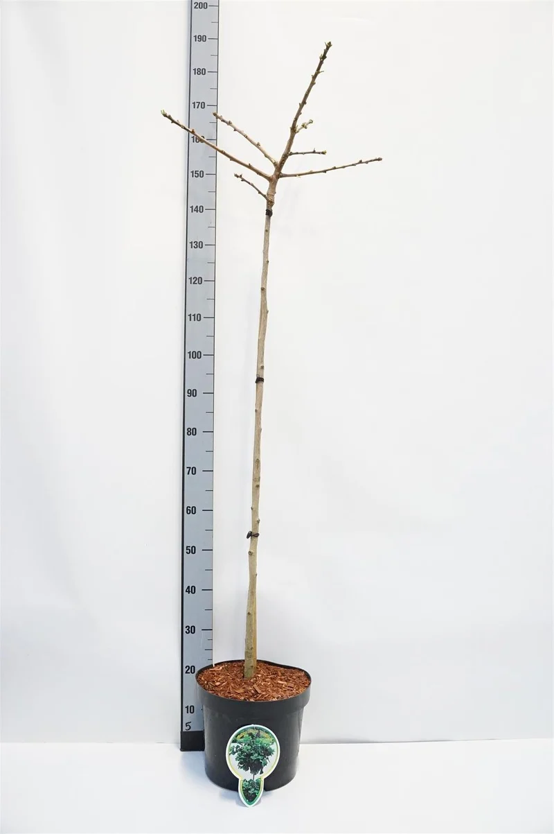 Ginkgo biloba 'Mariken' 120 cm stam C10 (10 liters kruka) 2-årig krona
