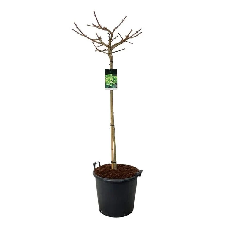 Ginkgo biloba 'Mariken' 120 cm stam C55 (55 liters kruka) Extra