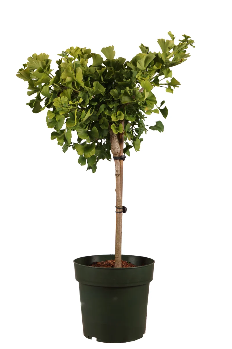 Ginkgo biloba 'Mariken' C5 (5 liters kruka) 20-25 cm