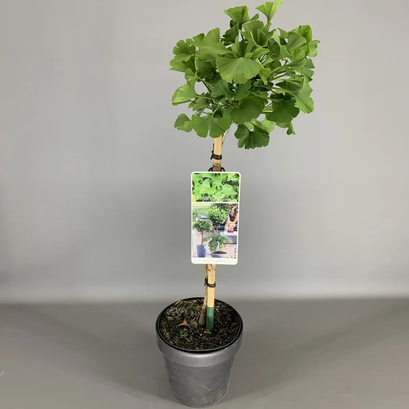 Ginkgo biloba 'Mariken' 50 cm stam - C3 (3 liters kruka) / 19 cm kruka