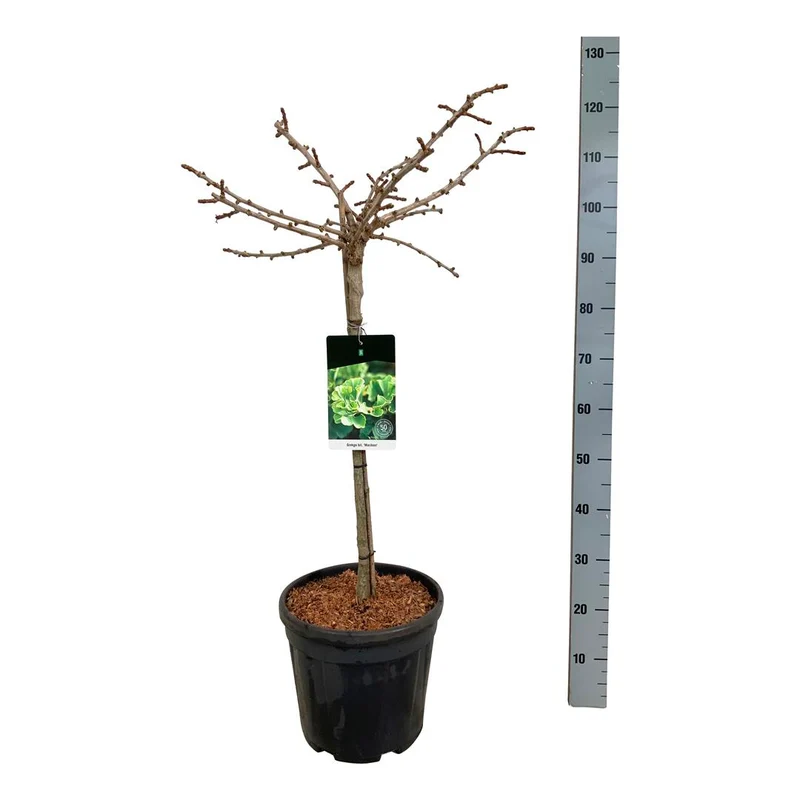Ginkgo biloba 'Mariken' 60 cm stam C15 (15 liters kruka)