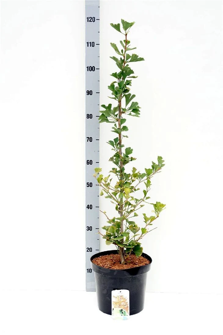Ginkgo biloba 'Beijing Gold' C15 (15 liters kruka) 100-120 cm