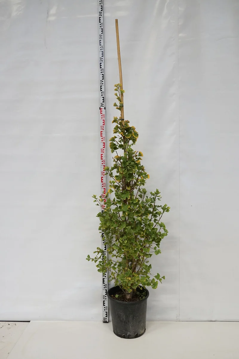 Ginkgo biloba 'Fastigiata Blagon' C13 (13 liters kruka) 90-100 cm