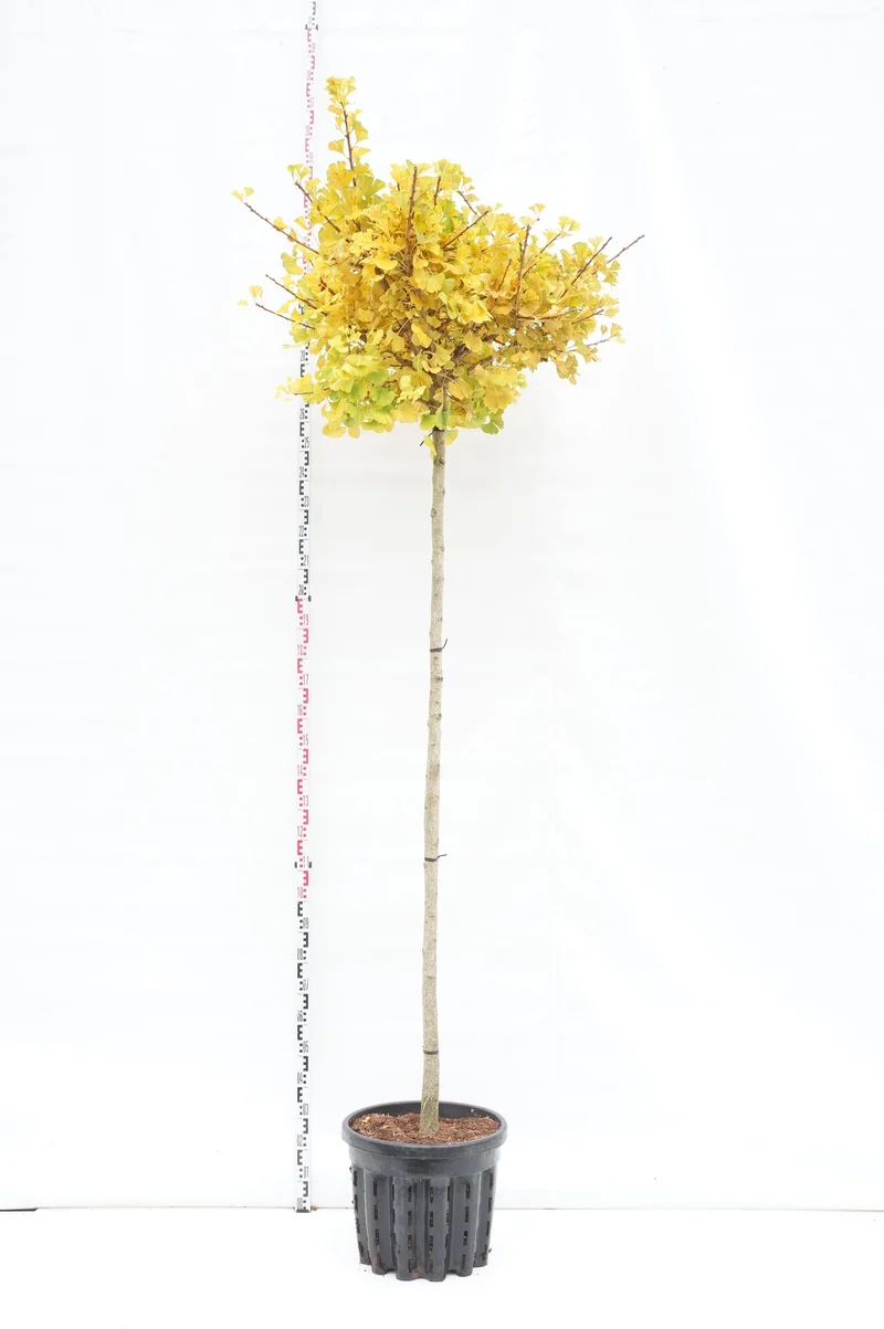 Ginkgo biloba 'Globus' 200 cm stam, 8-10 cm, C35 (35 liters kruka)