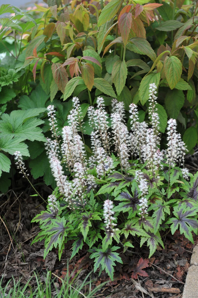 Tiarella 'Sugar and Spice', 6-pack