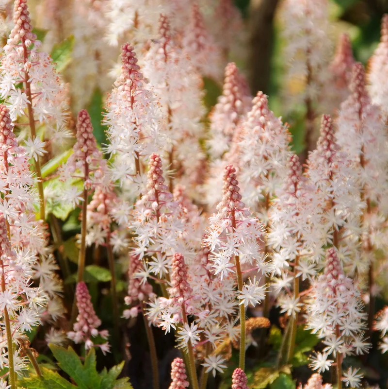 Tiarella 'Pink Skyrocket', 3-pack