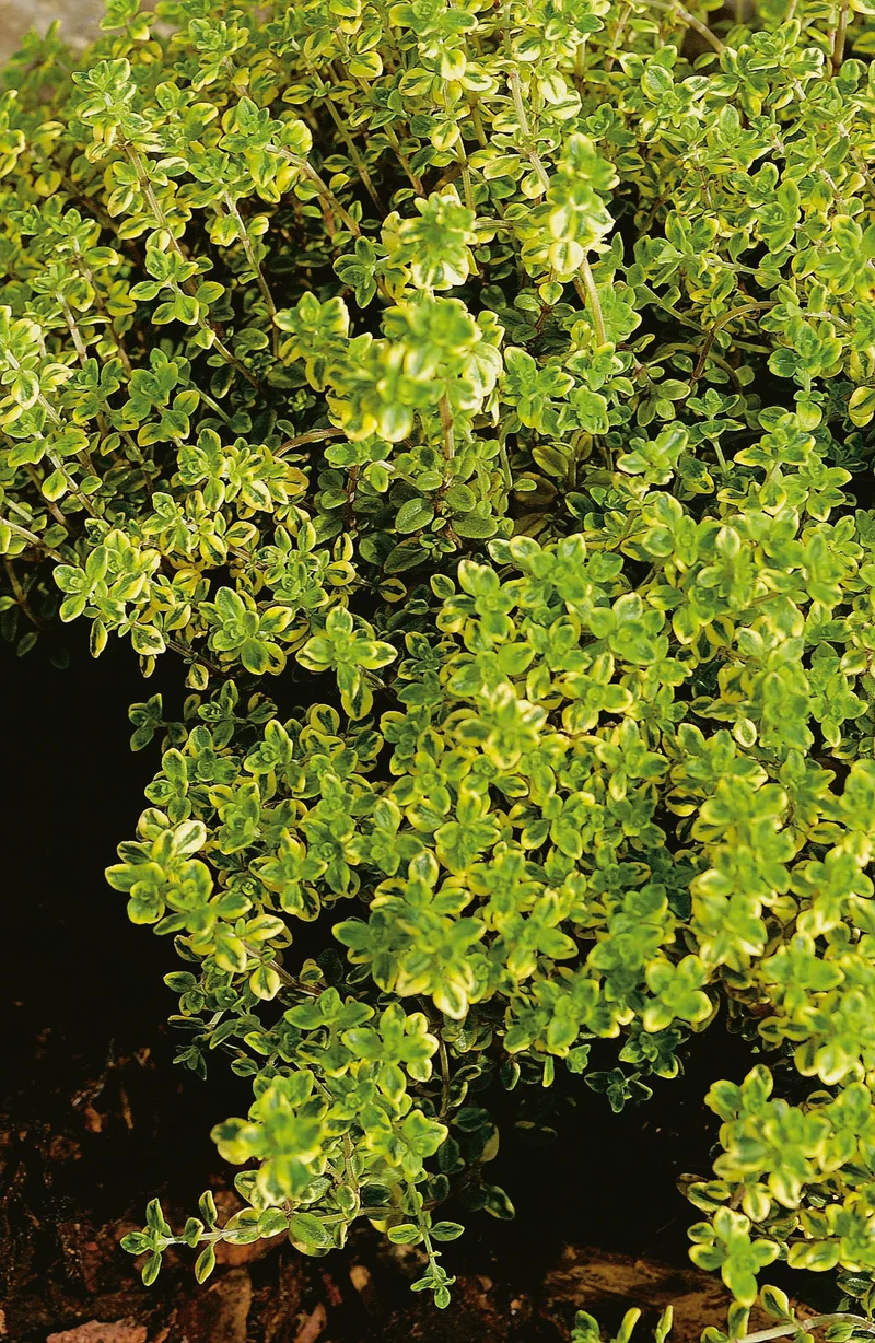 Thymus x citriodorus 'Aureus', 15-pack