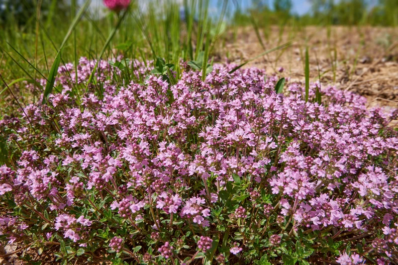 Thymus serpyllum 'Coccineus', 15-pack
