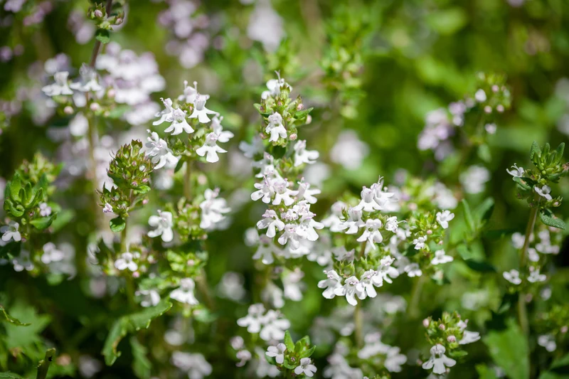 Thymus serpyllum 'Albus', 15-pack