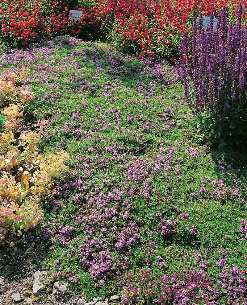 Thymus serpyllum, 15-pack