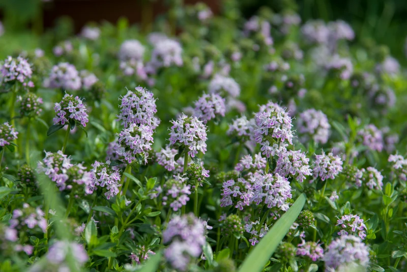 Thymus longicaulis 'Odoratus', 15-pack