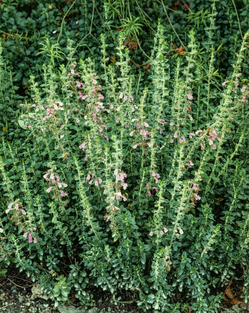 Teucrium lucidrys, 15-pack