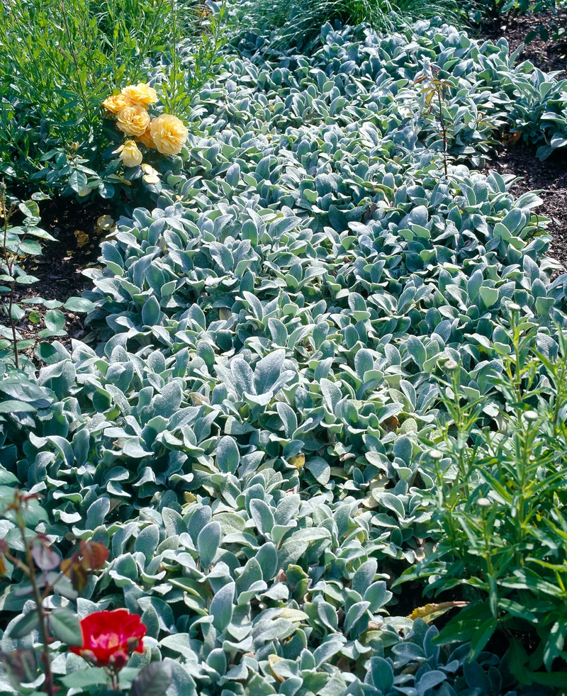 Stachys byzantina 'Silver Carpet', 15-pack