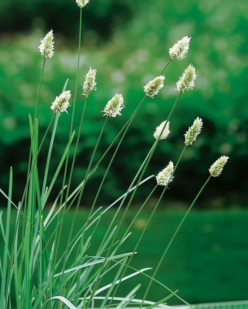 Sesleria nitida, 3-pack