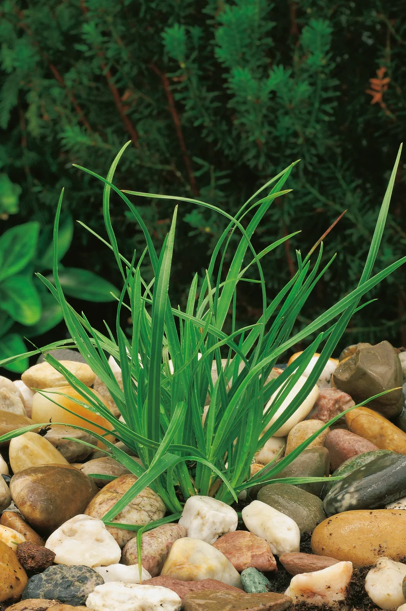 Sesleria heufleriana, 15-pack