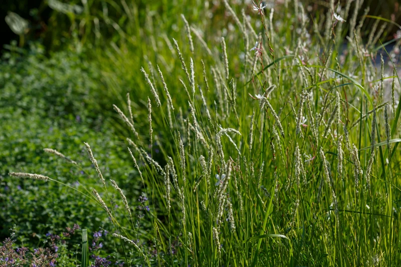 Sesleria autumnalis, 6-pack
