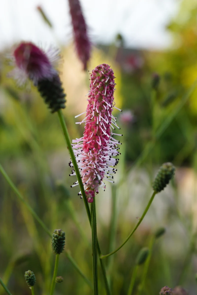 Sanguisorba officinalis 'Pink Tanna', 15-pack