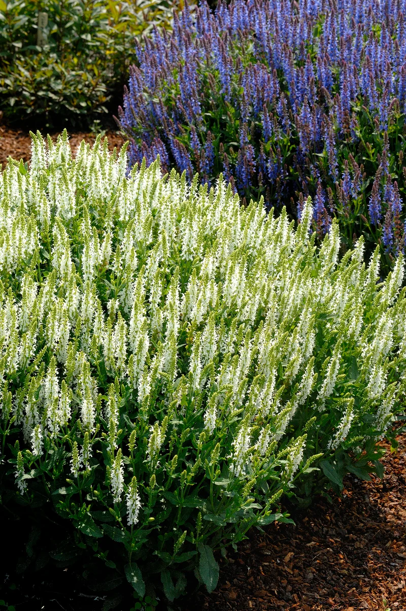 Salvia sylvestris (nemorosa) 'Schneeh?gel', 15-pack