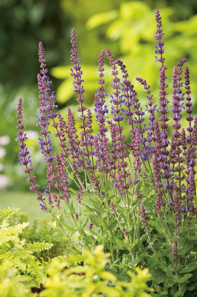 Salvia sylvestris (nemorosa) 'Blauk?nigin', 15-pack