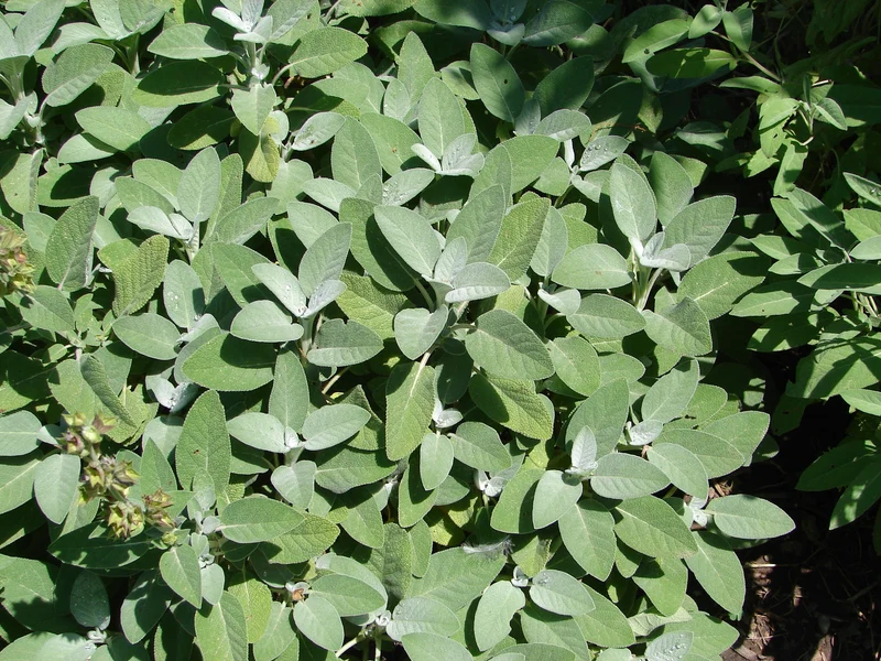 Salvia officinalis 'Berggarten', 15-pack