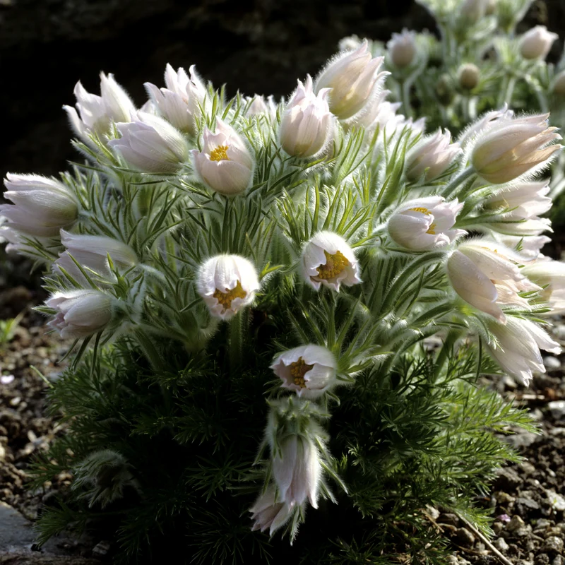Pulsatilla vulgaris 'Alba', 15-pack