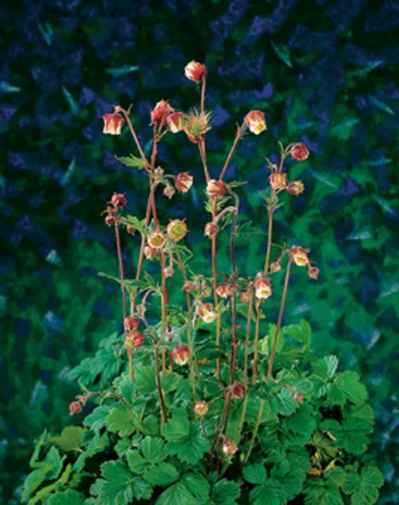 Geum rivale 9 cm kruka - Vattenväxt