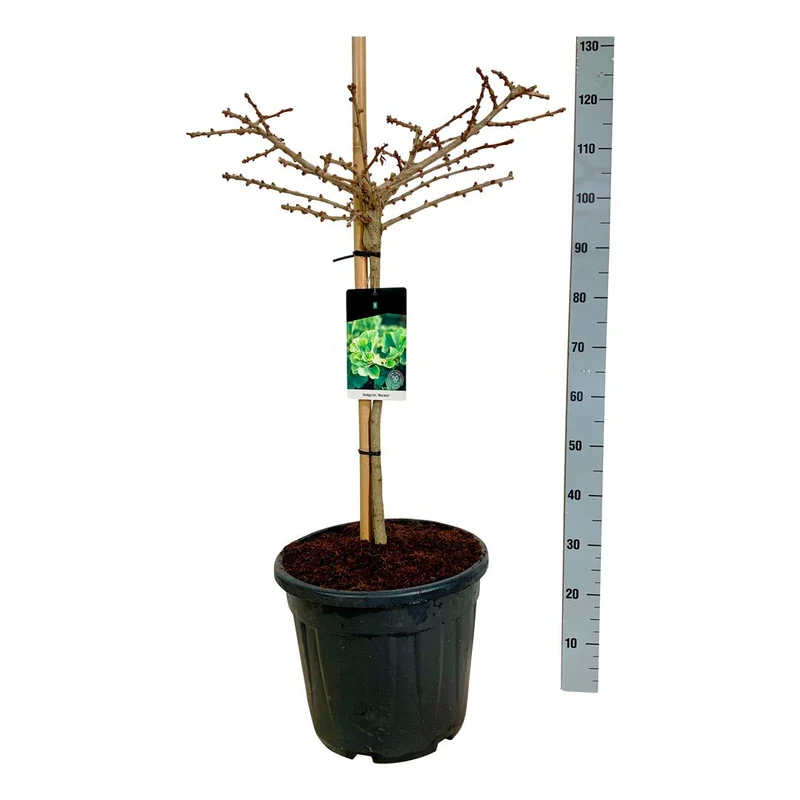 Ginkgo biloba 'Mariken' 60 cm stam C30 (30 liters kruka)
