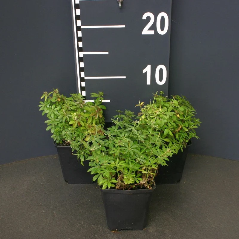 Galium odoratum 9 cm kruka