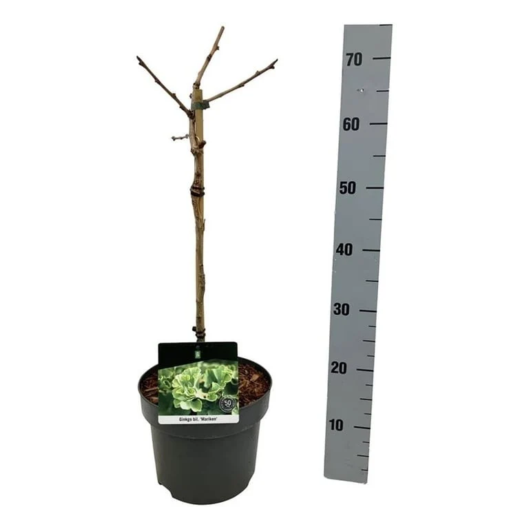 Ginkgo biloba 'Mariken' 40 cm stam C5 (5 liters kruka)