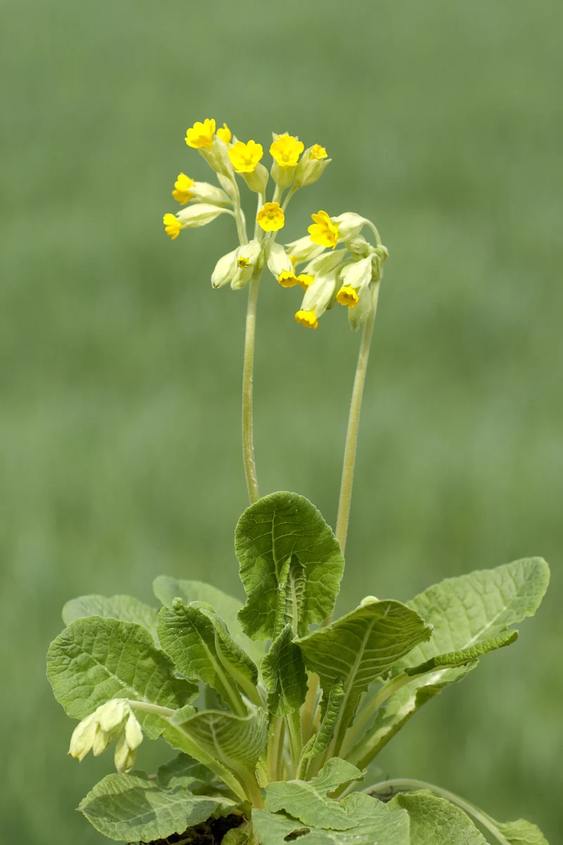 Primula veris, 15-pack