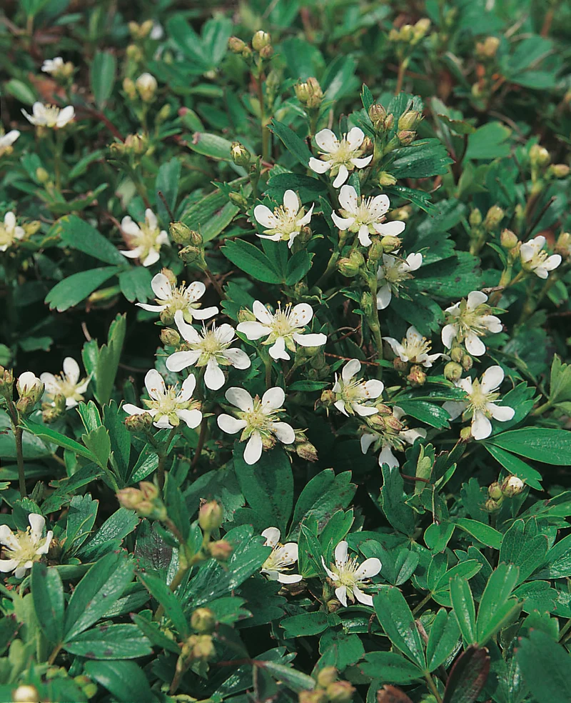 Potentilla tridentata 'Nuuk', 6-pack